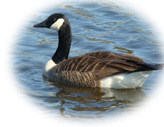 Goose on Hope Mills Lake #1