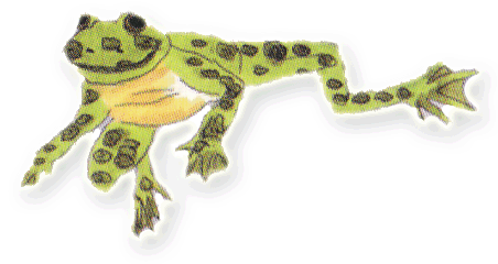 Froggie